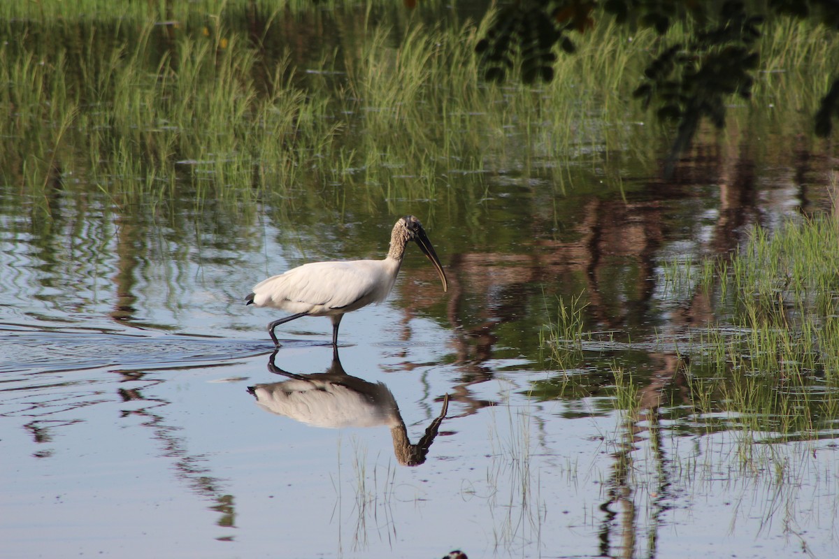 Wood Stork - ML644531592