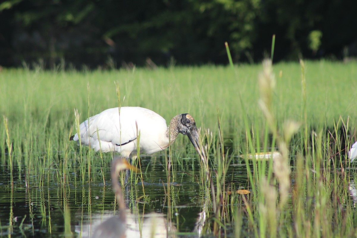 アメリカトキコウ - ML644531593