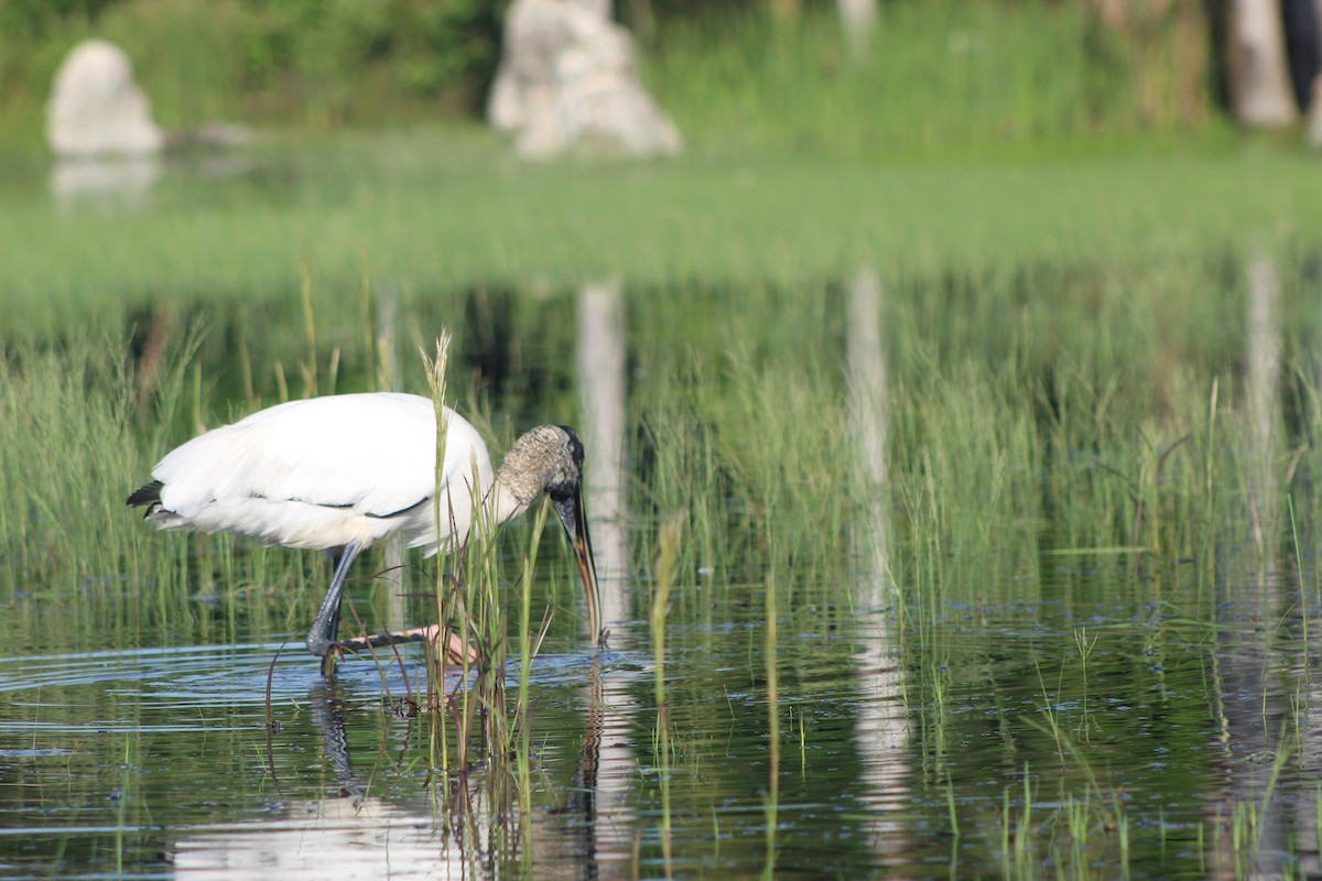 アメリカトキコウ - ML644531594