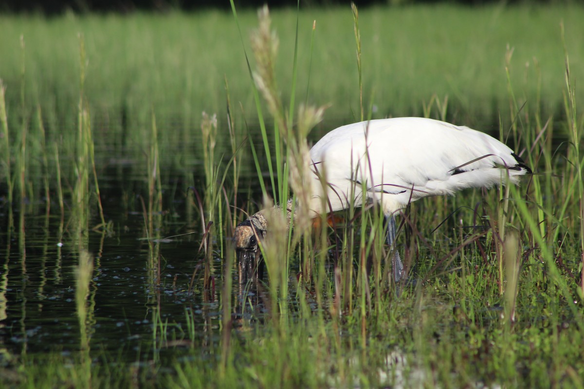 Wood Stork - ML644531595