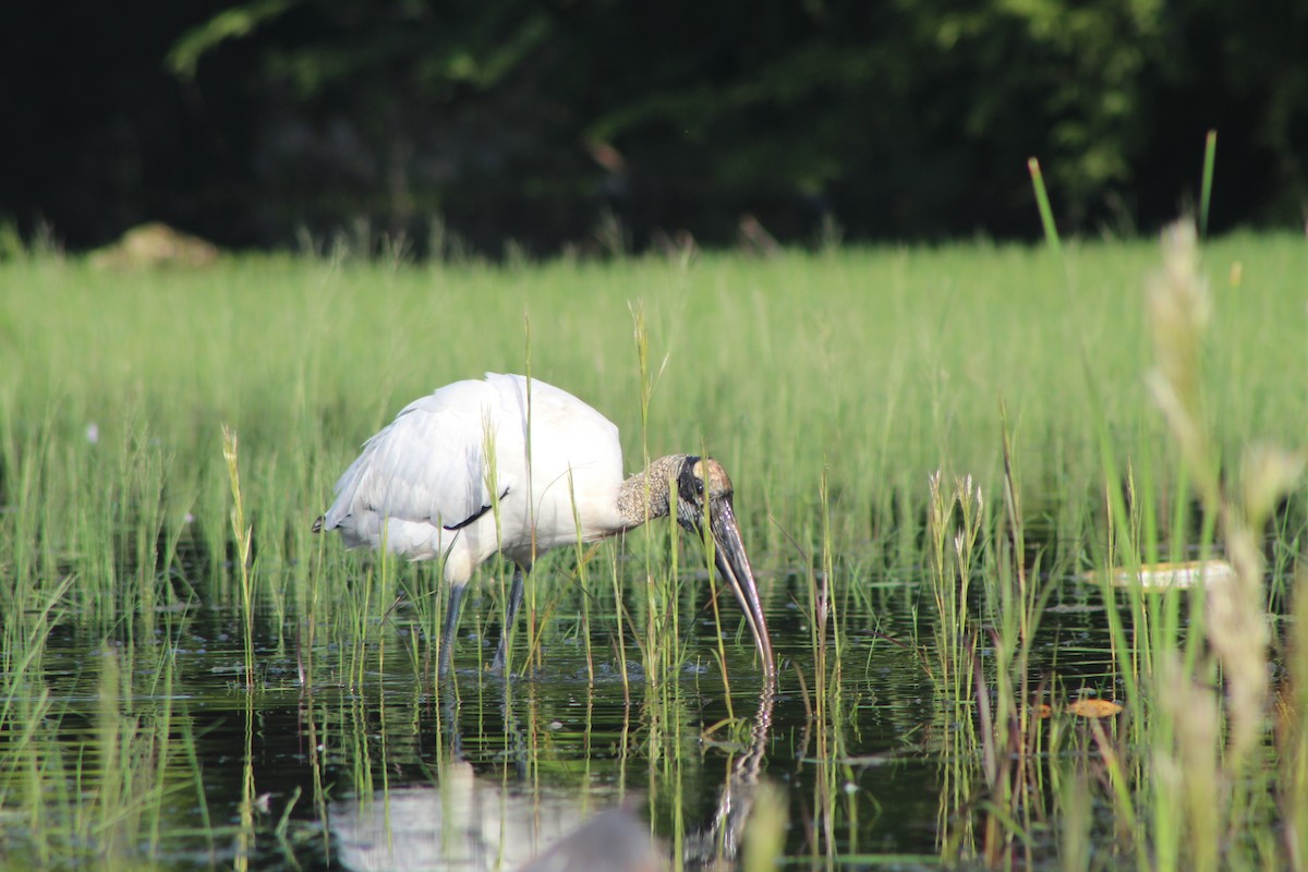 Wood Stork - ML644531596
