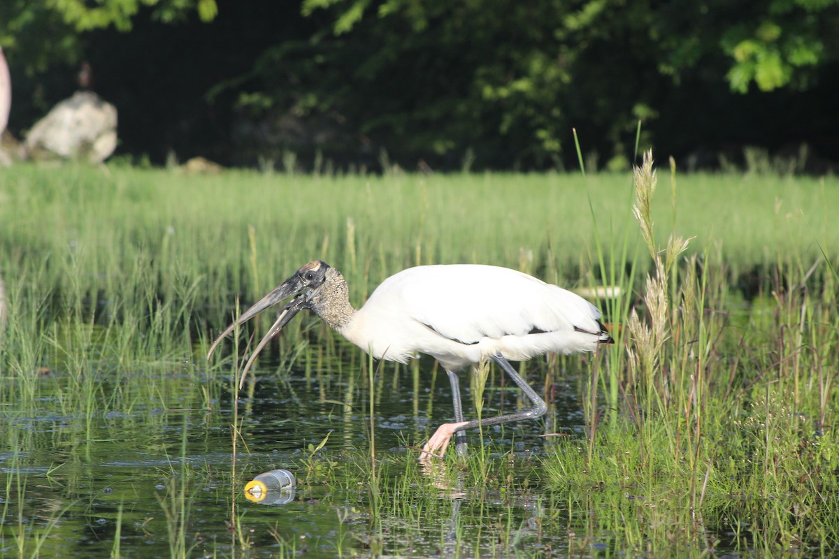 Wood Stork - ML644531597