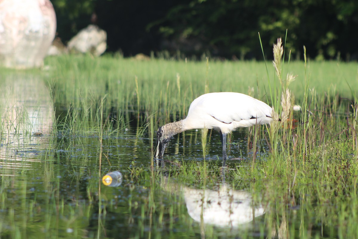 Wood Stork - ML644531599