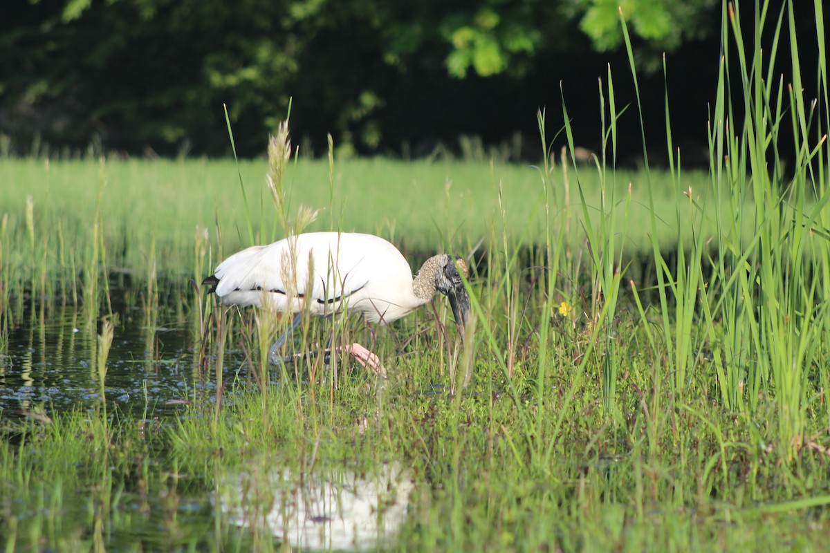 Wood Stork - ML644531600