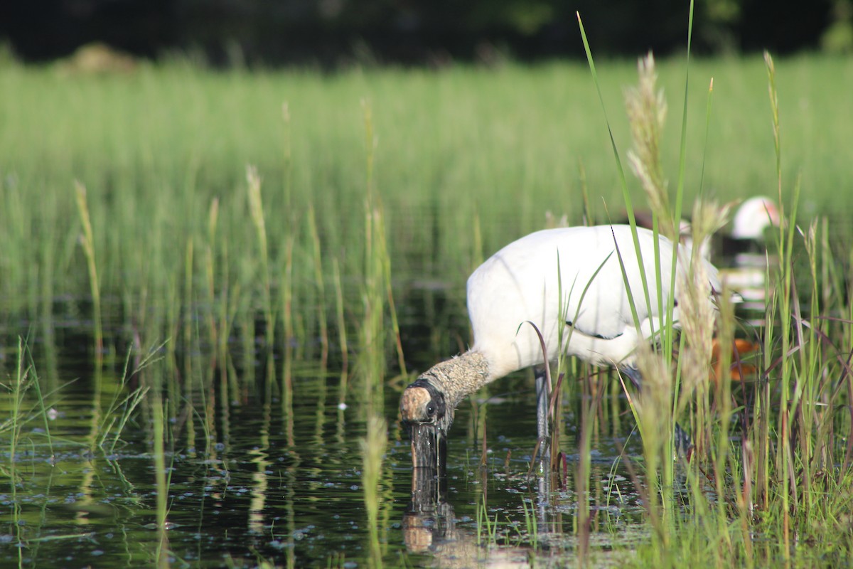 Wood Stork - ML644531603