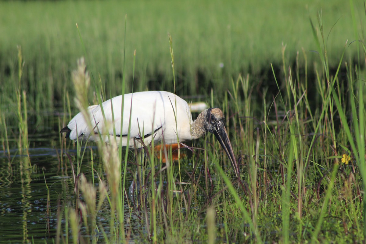 Wood Stork - ML644531604