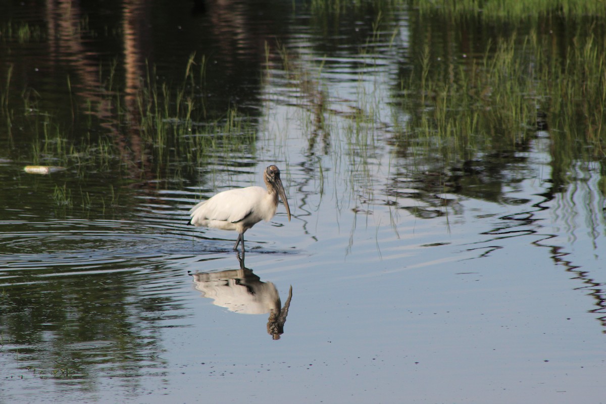Wood Stork - ML644531605