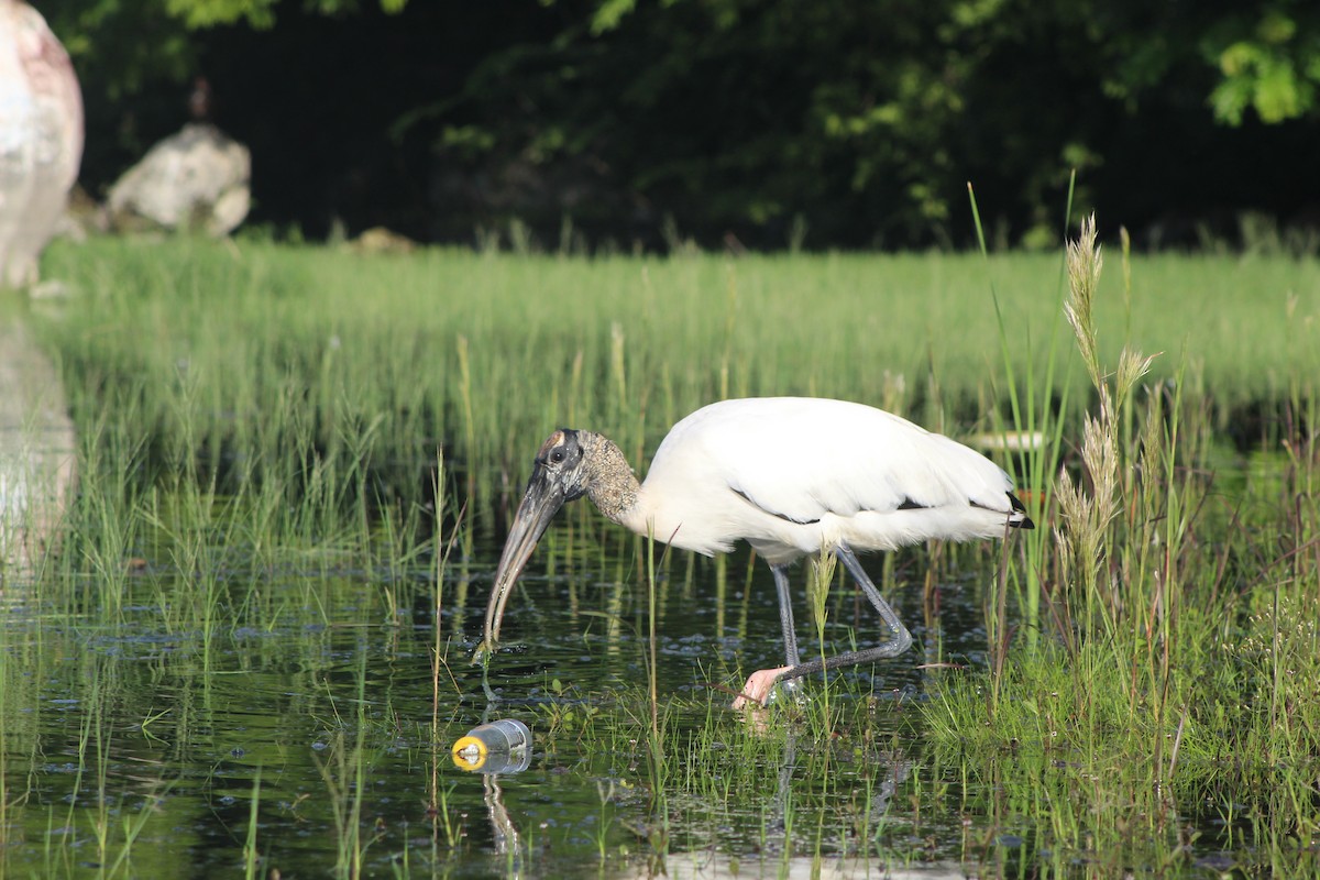 Wood Stork - ML644531606