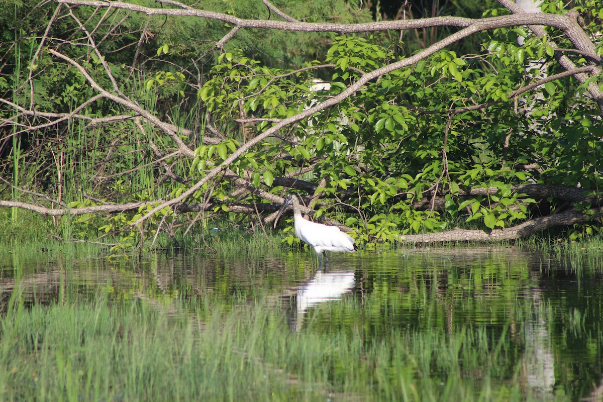 Wood Stork - ML644531607