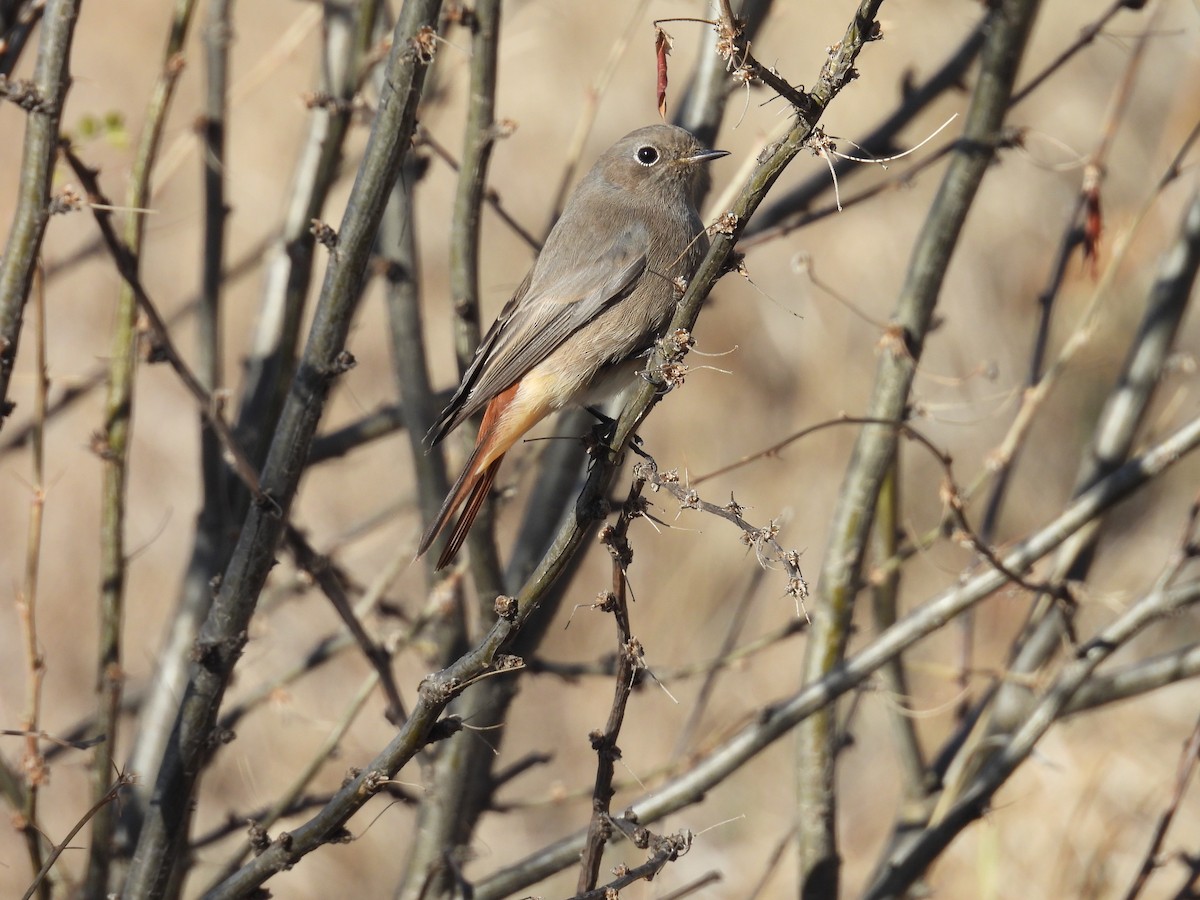 Black Redstart - ML644531619