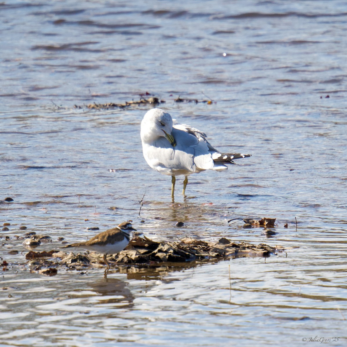 クロワカモメ - ML644531621