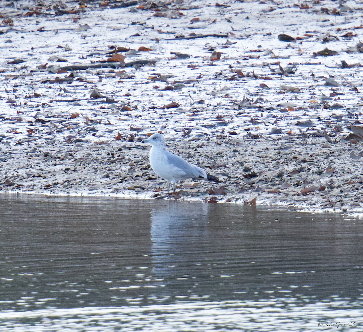 クロワカモメ - ML644531622