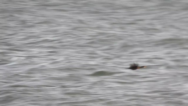 European Shag - ML644531625