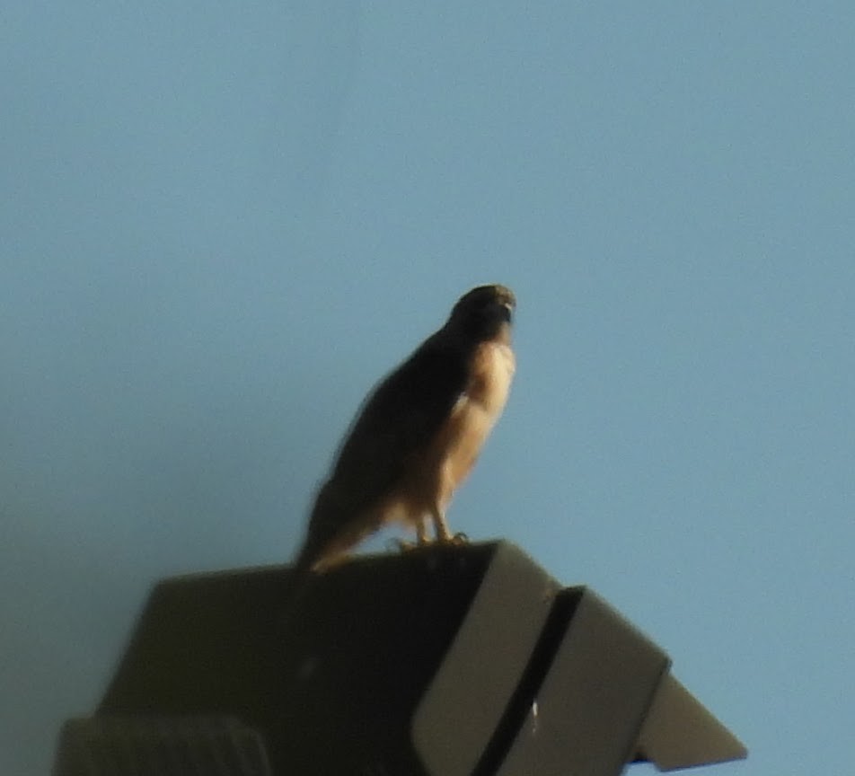 Poiana codarossa - ML644531628