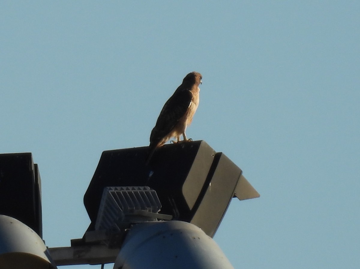 Poiana codarossa - ML644531629