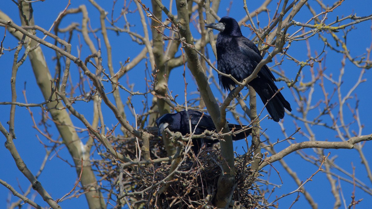 Турлиах хэрээ - ML644531634