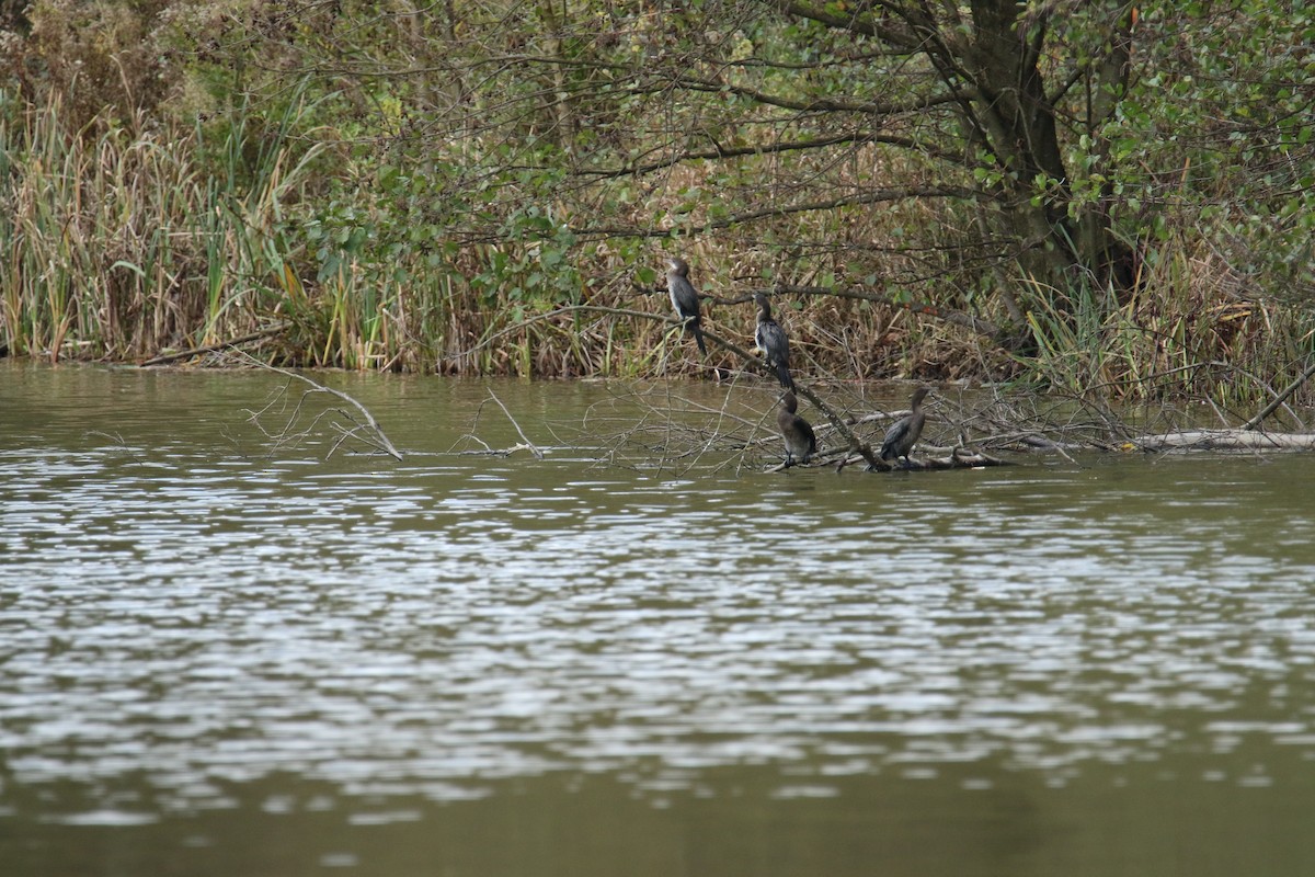 Ubarroi txikia - ML644531635