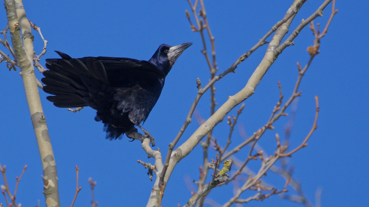 Турлиах хэрээ - ML644531636