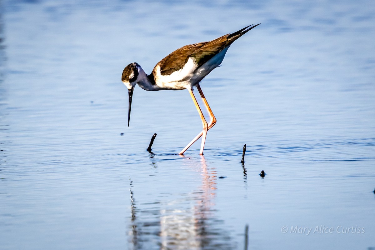 Black-necked Stilt - ML644531639