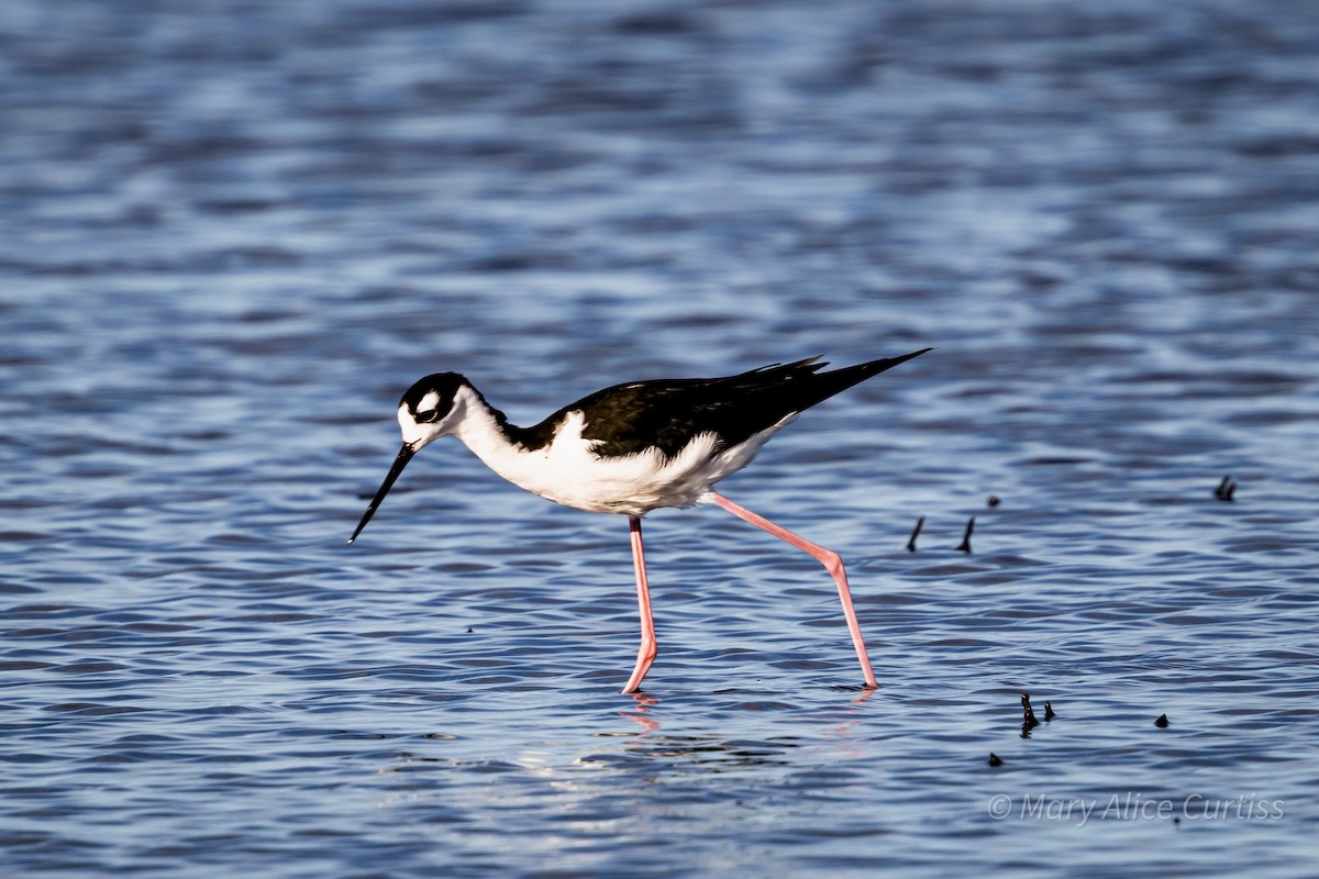 Black-necked Stilt - ML644531640