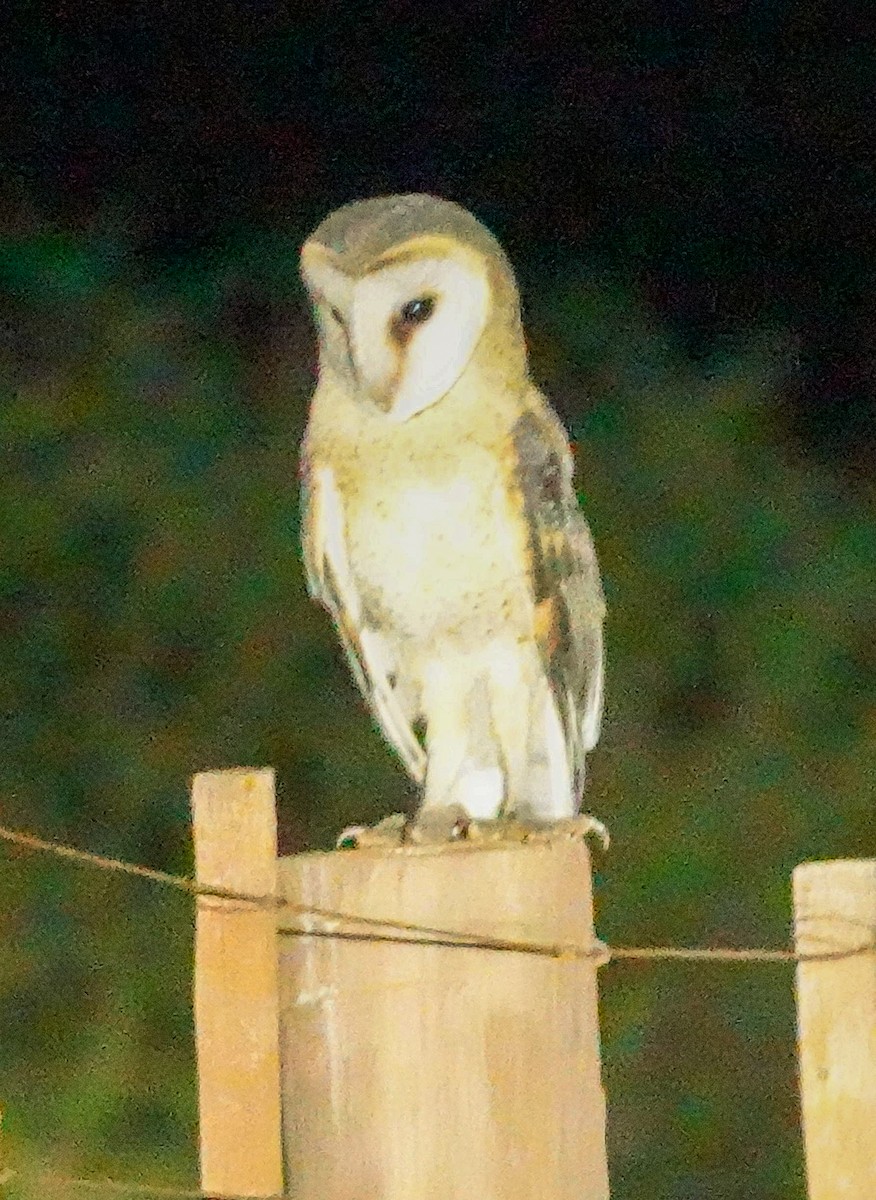 tårnugle - ML644531642