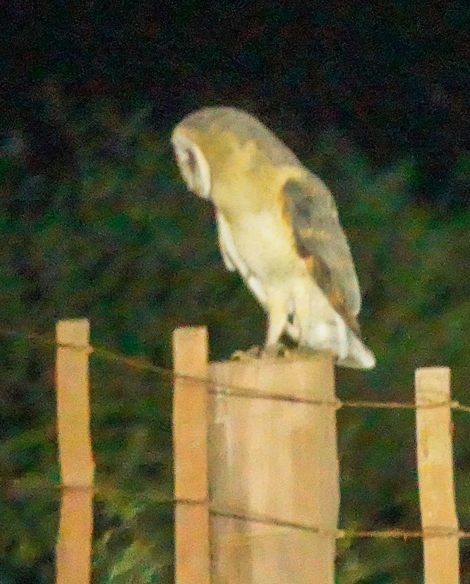 tårnugle - ML644531643