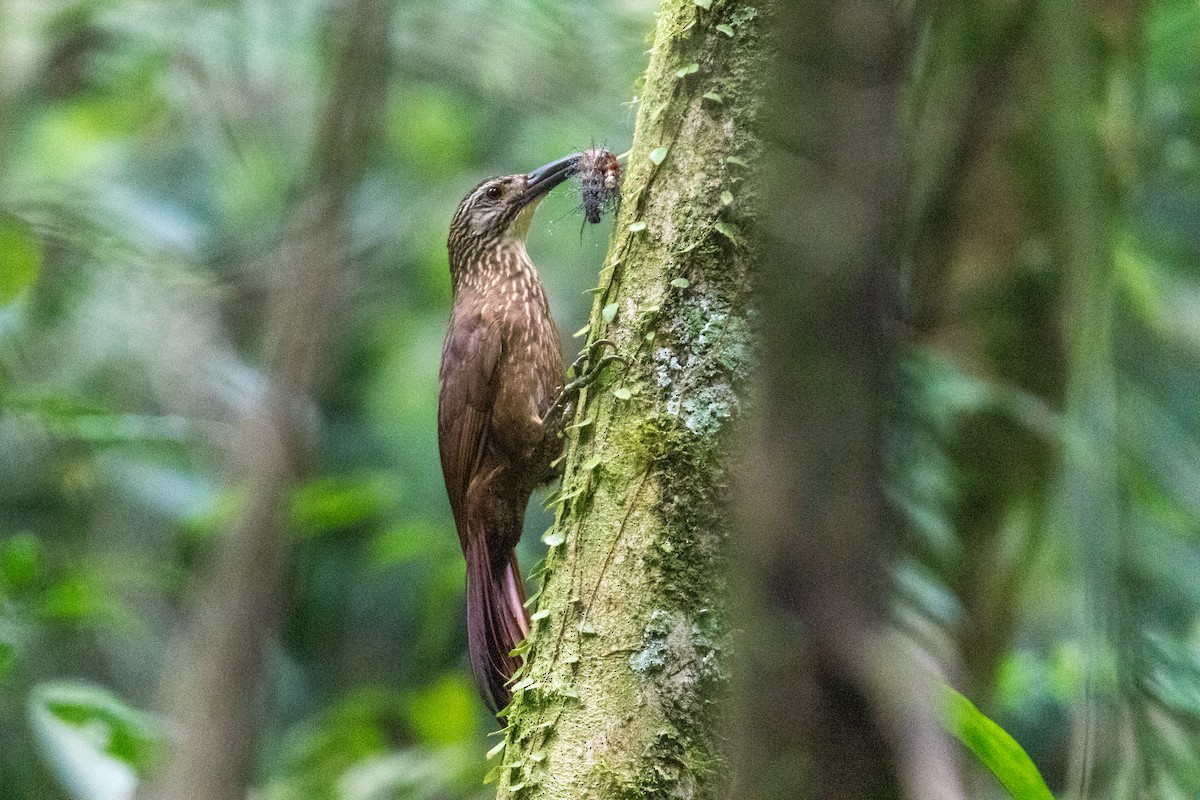 hvitstrupetreløper - ML644531644