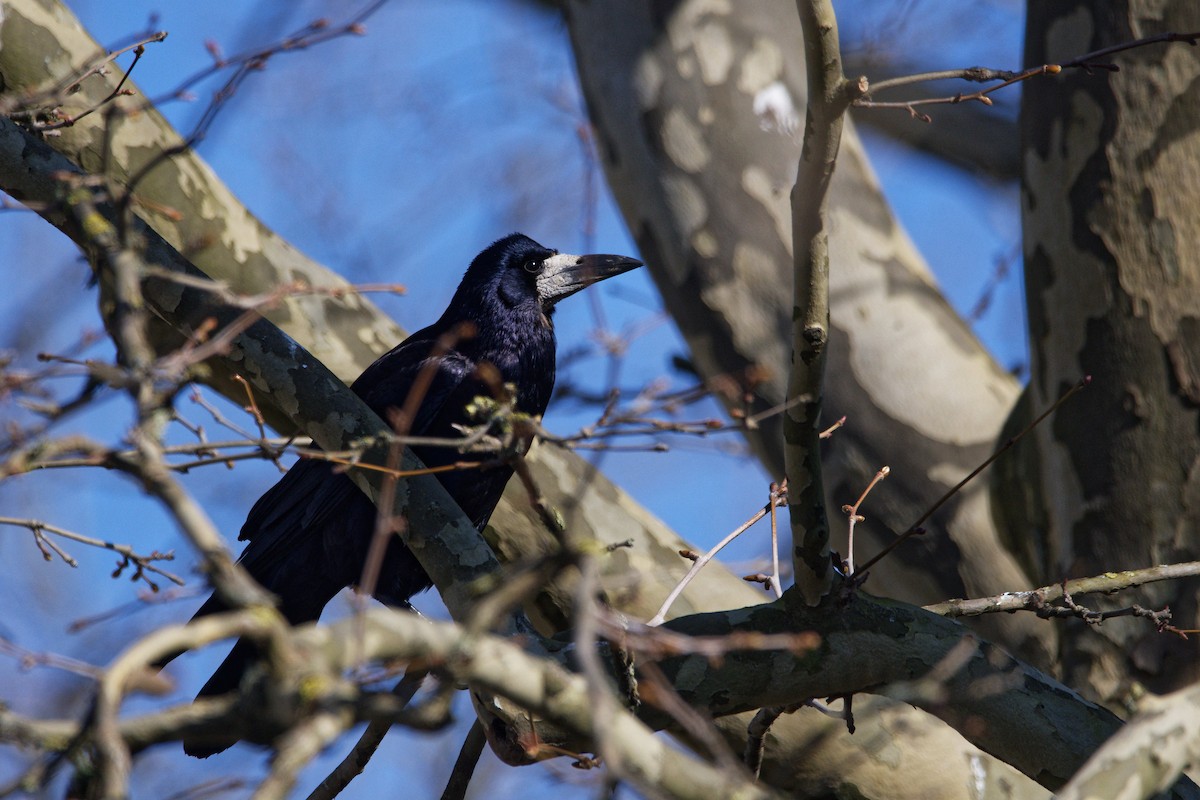 Турлиах хэрээ - ML644531645