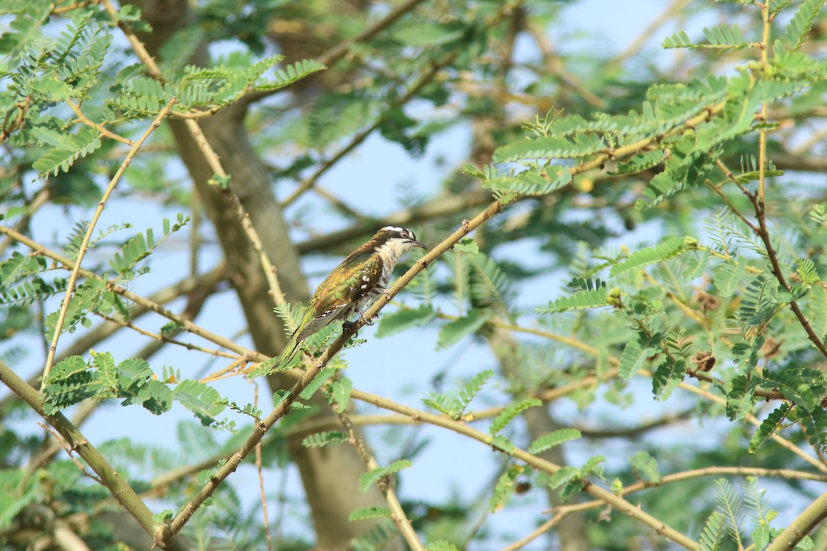 diderikgjøk - ML644531647