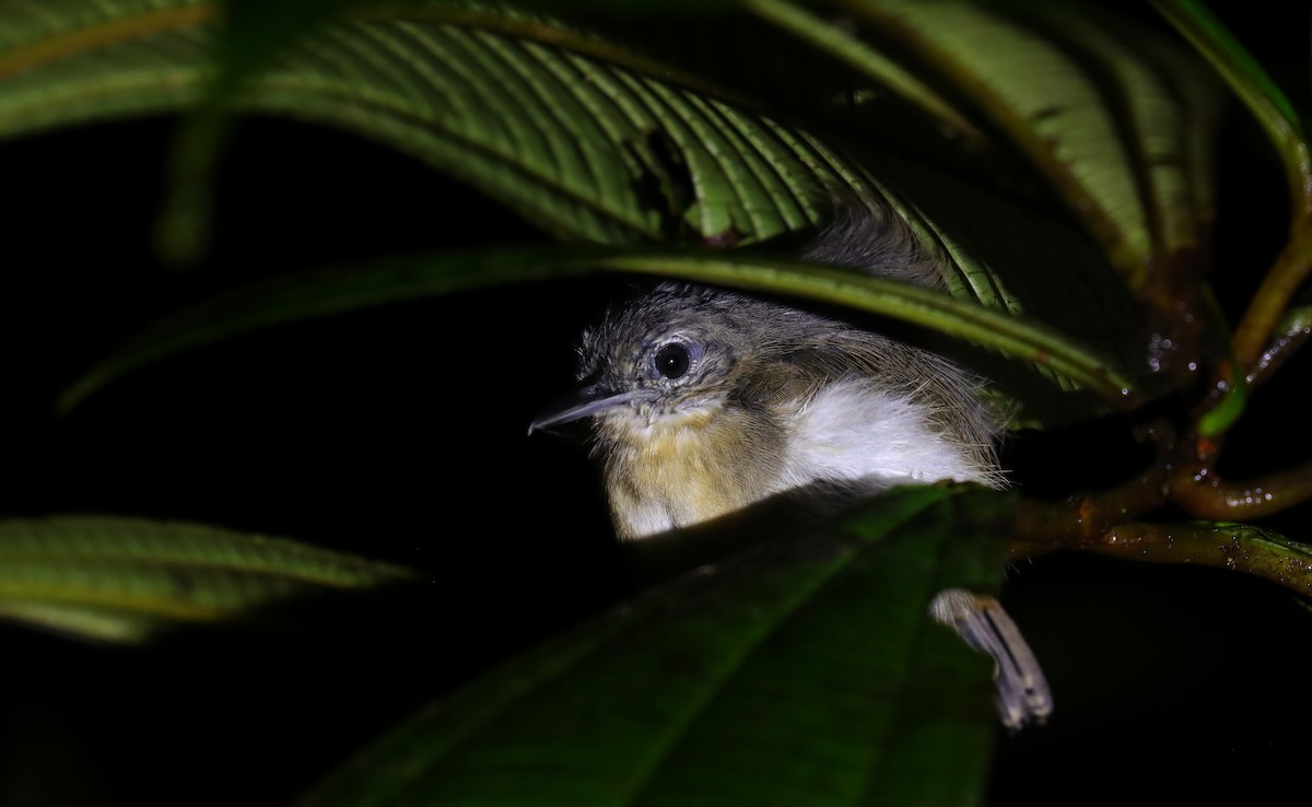 Lesser Greenlet - ML644531648