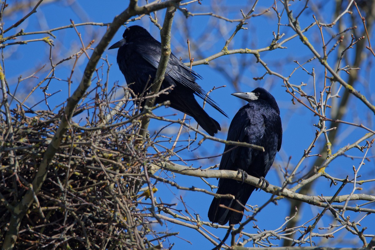 Турлиах хэрээ - ML644531649