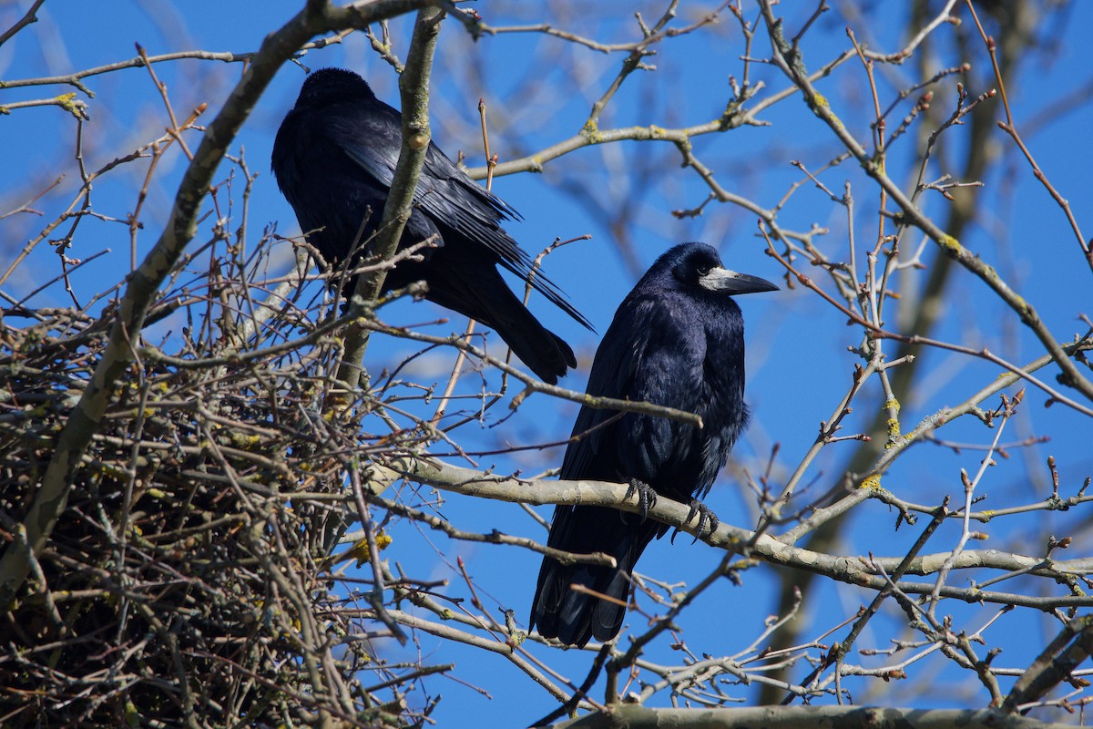 Турлиах хэрээ - ML644531654