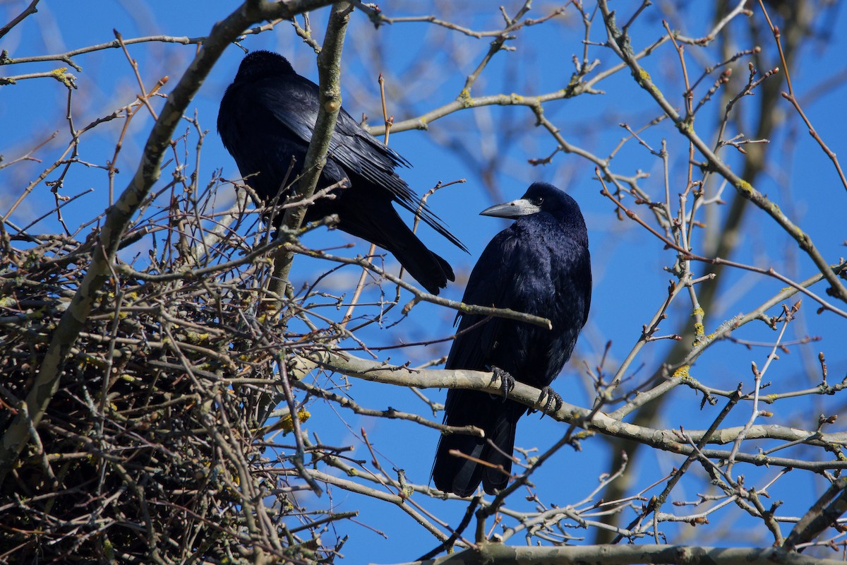 Турлиах хэрээ - ML644531657