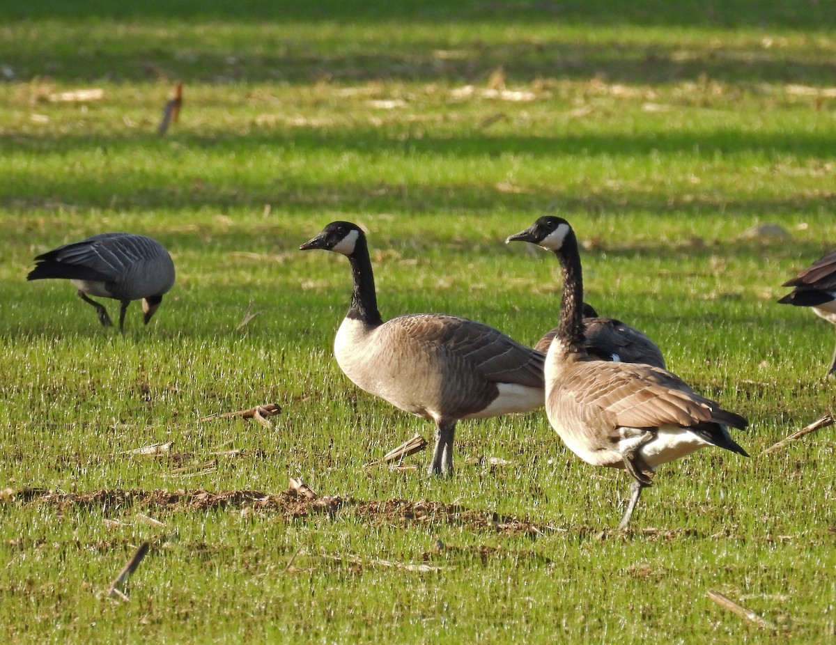 kanadagås - ML644531659