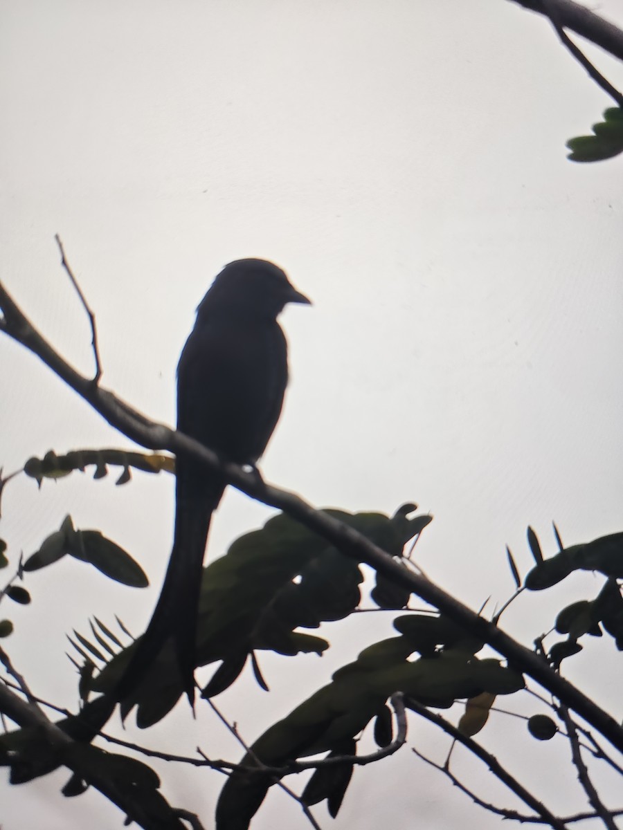 svartdrongo - ML644531661