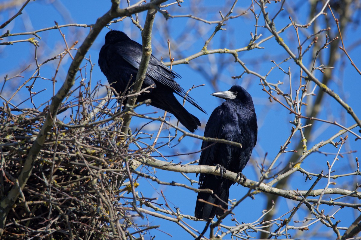 Турлиах хэрээ - ML644531663