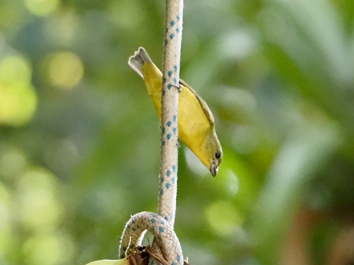 tykknebbeufonia - ML644531665