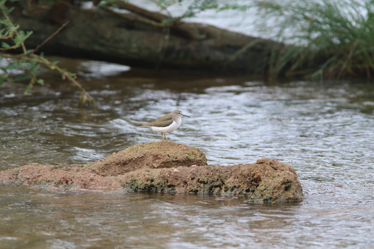 磯鷸 - ML644531666