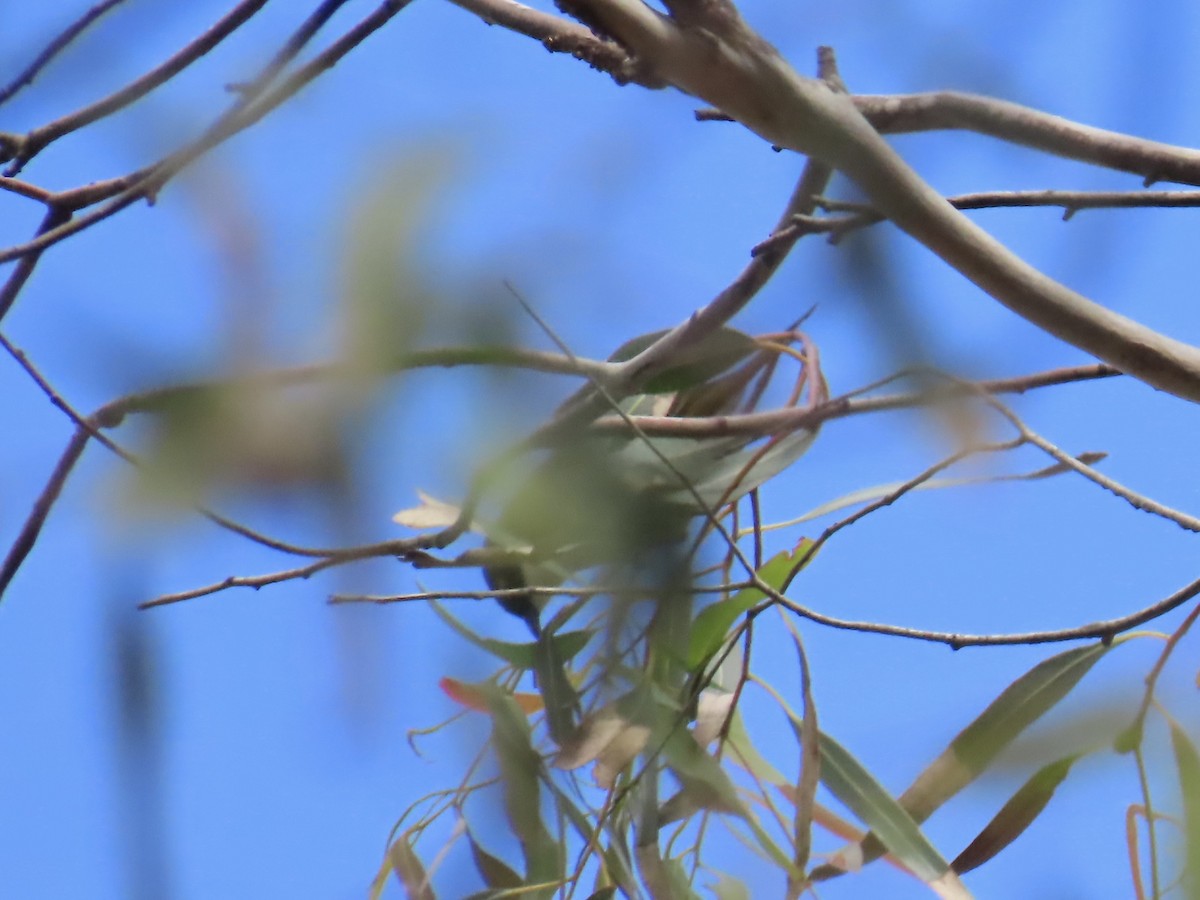 hvitnakkehonningeter - ML644531667