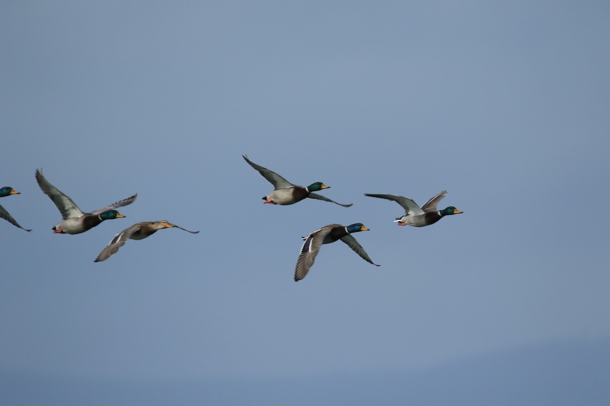 stokkand - ML644531668