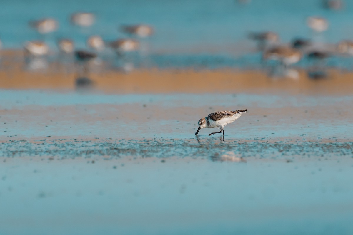 skjesnipe - ML644531669