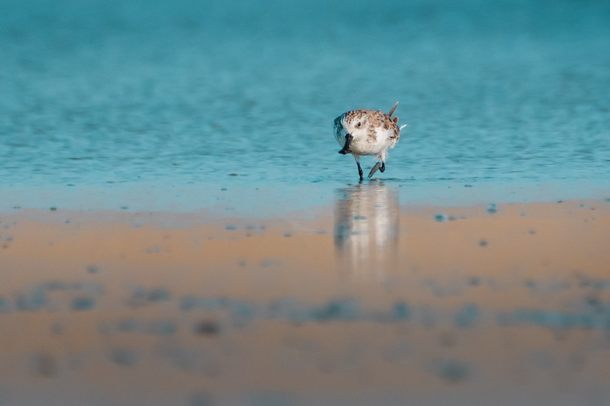 skjesnipe - ML644531673