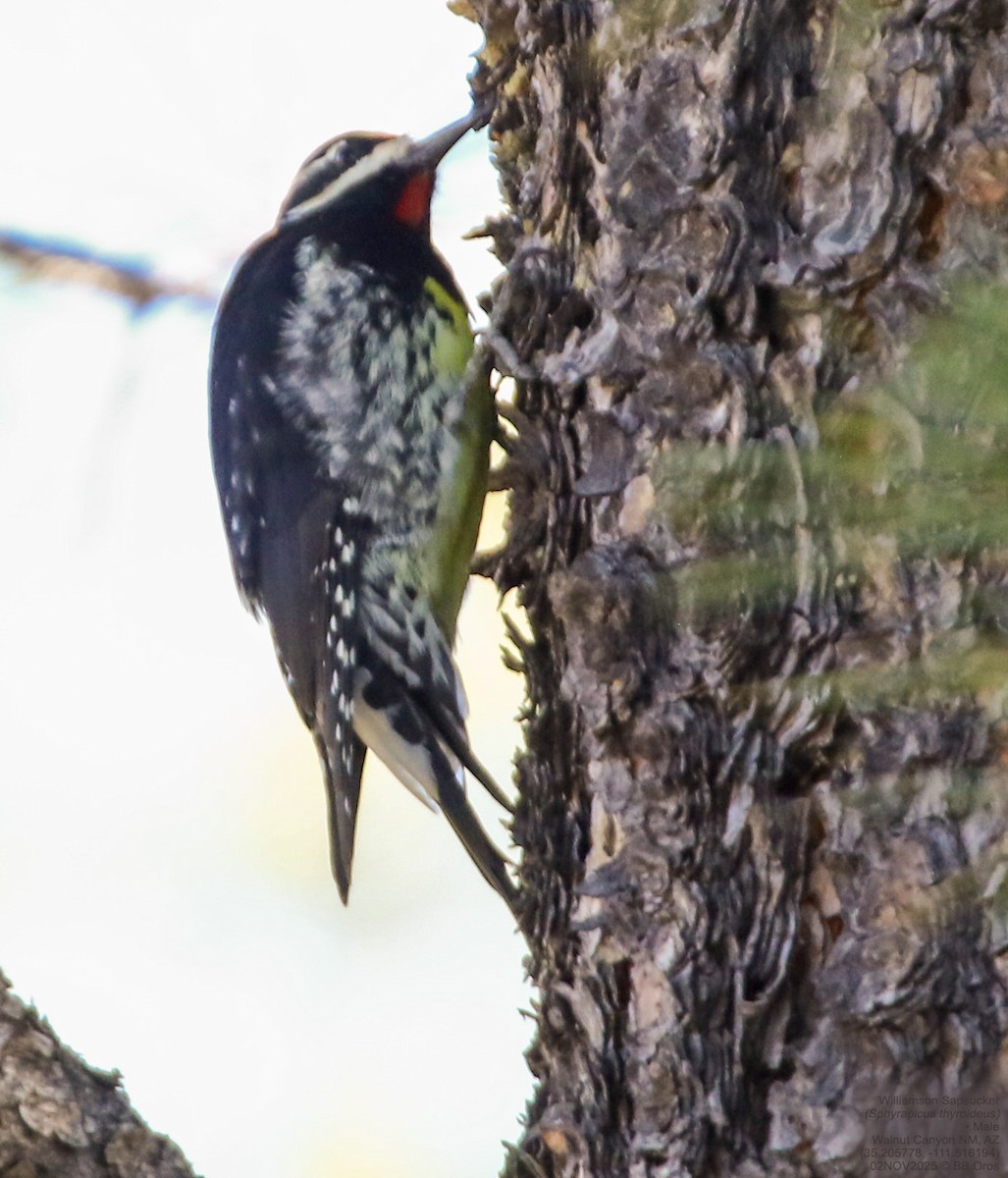 furusevjespett - ML644531675