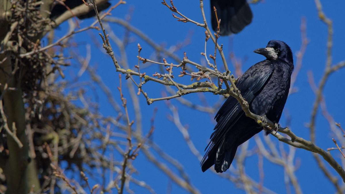 kornkråke - ML644531676