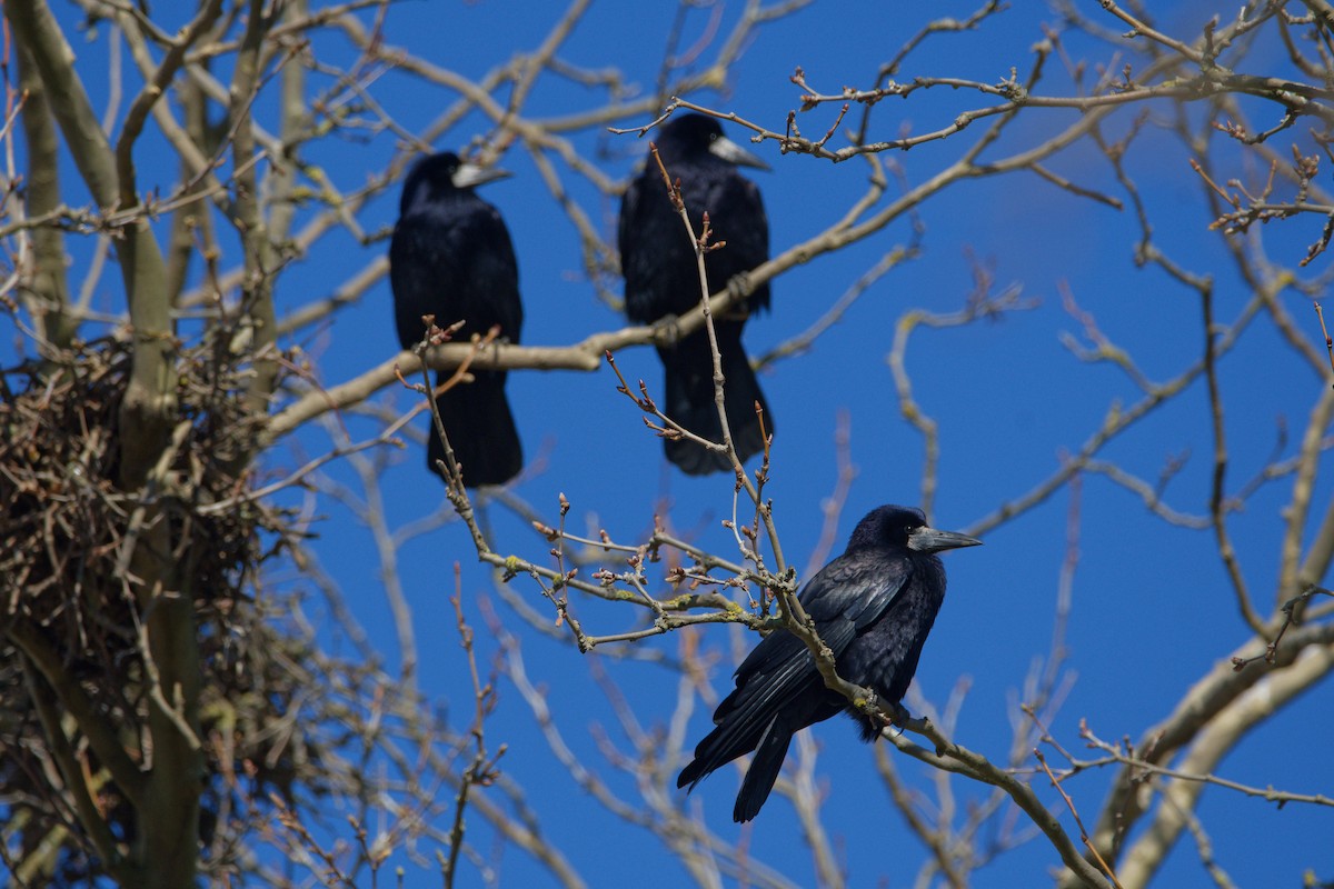 kornkråke - ML644531677