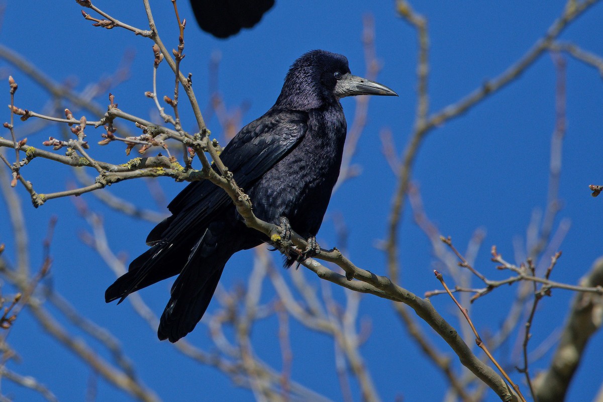 kornkråke - ML644531678