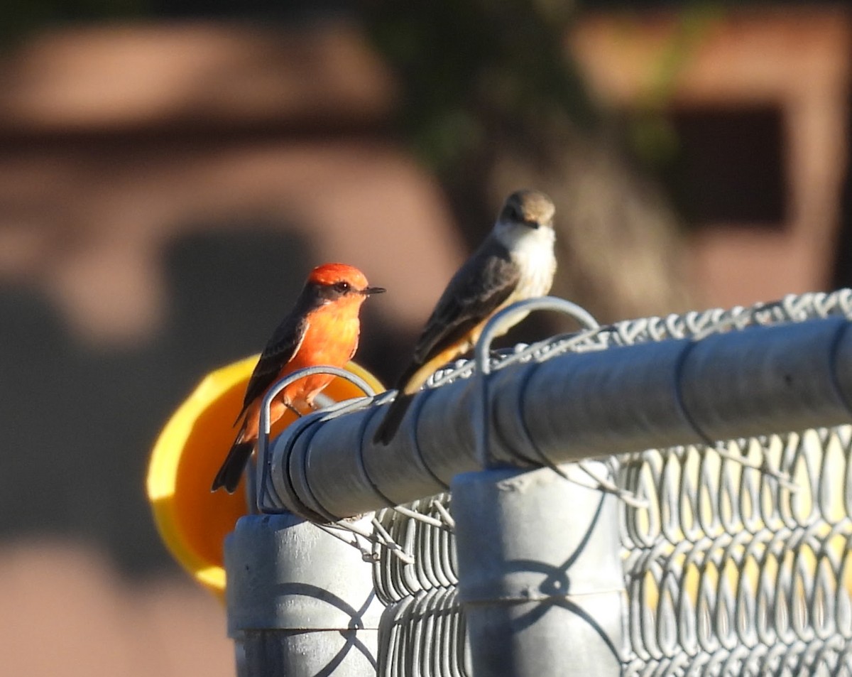 Vermilion Flycatcher - ML644531679