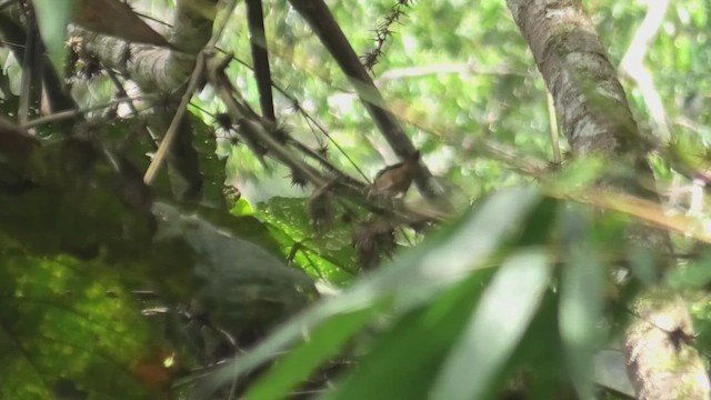 Pin-tailed Parrotfinch - ML644531680