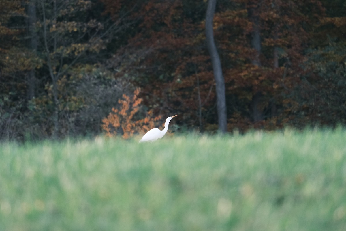 egretthegre - ML644531681