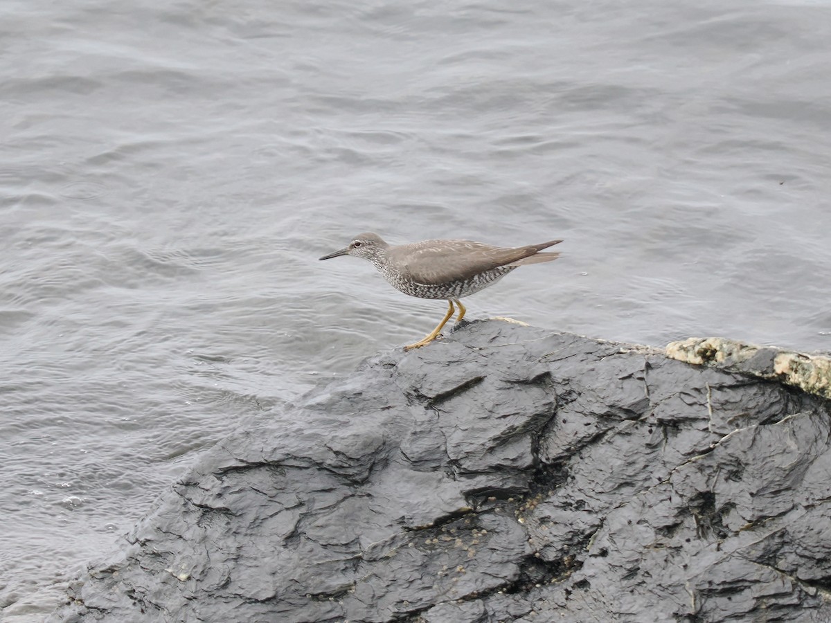 alaskavandresnipe - ML644531683